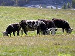 Paesaggio della Valle Susa